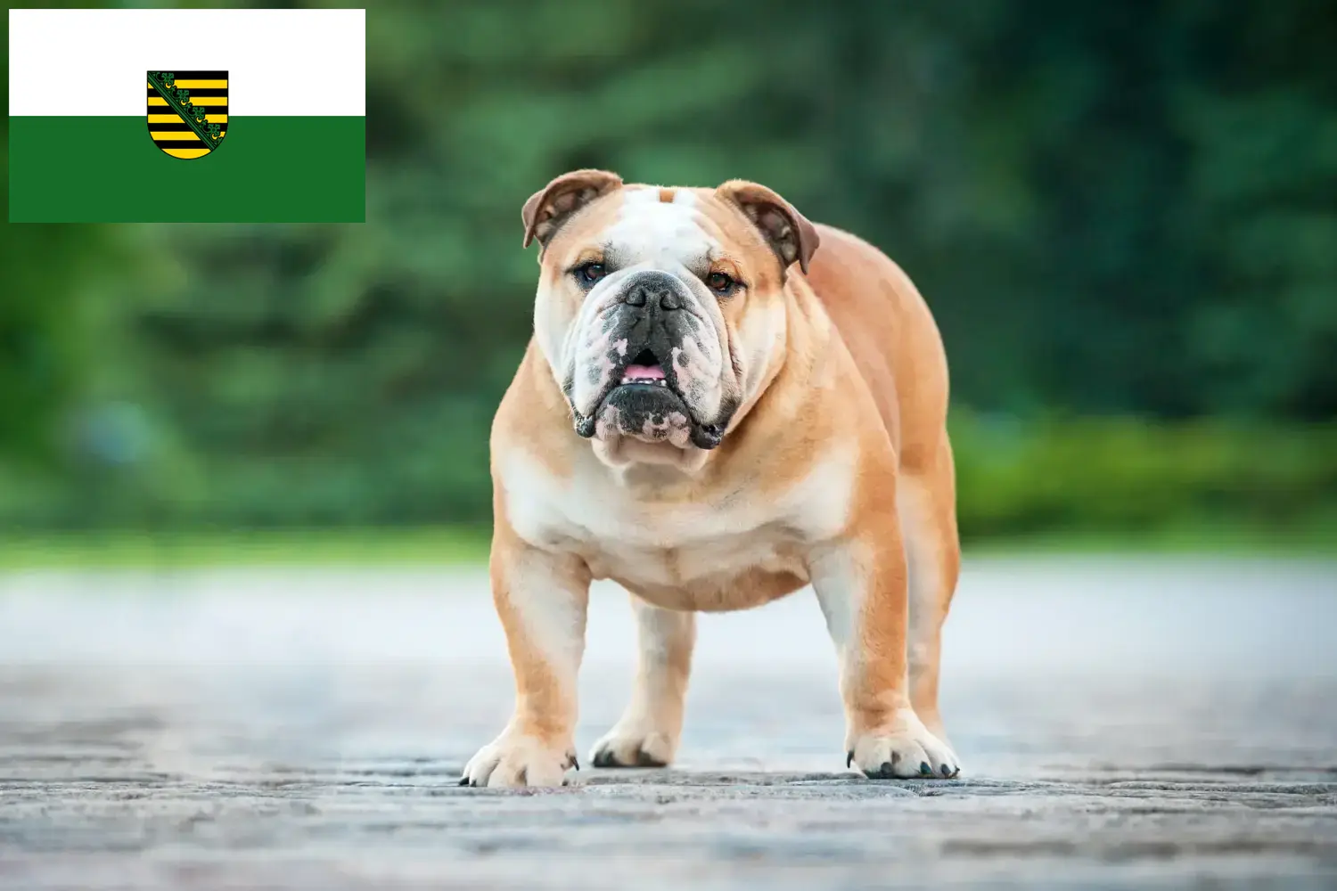 Read more about the article English Bulldog breeders and puppies in Saxony