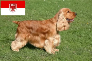 Read more about the article English Cocker Spaniel breeders and puppies in Brandenburg
