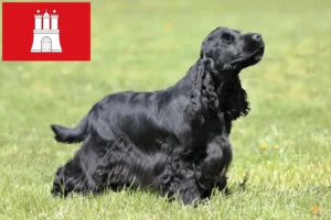 Read more about the article English Cocker Spaniel breeder and puppies in Hamburg