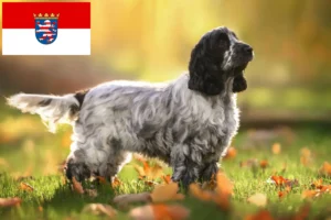 Read more about the article English Cocker Spaniel breeders and puppies in Hessen