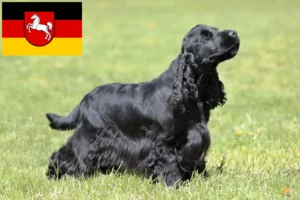 Read more about the article English Cocker Spaniel breeders and puppies in Lower Saxony