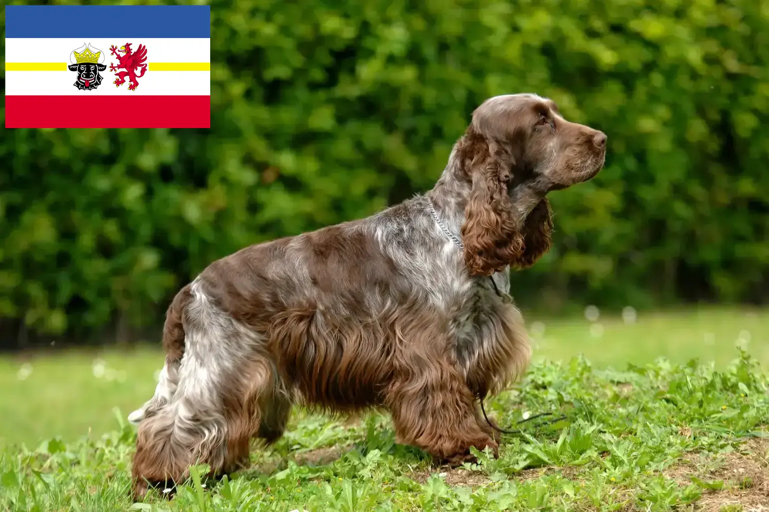 Read more about the article English Cocker Spaniel breeders and puppies in Mecklenburg-Vorpommern