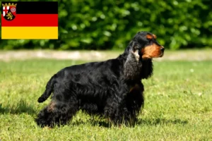 Read more about the article English Cocker Spaniel breeders and puppies in Rhineland-Palatinate