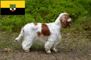 Read more about the article English Cocker Spaniel breeders and puppies in Saxony-Anhalt