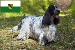 Read more about the article English Cocker Spaniel breeders and puppies in Saxony