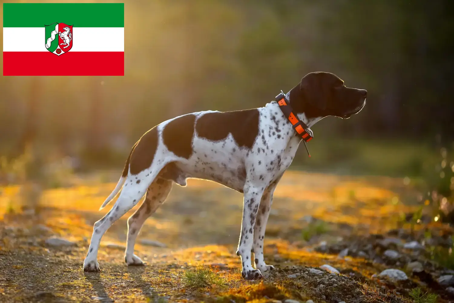 Read more about the article English Pointer breeders and puppies in North Rhine-Westphalia