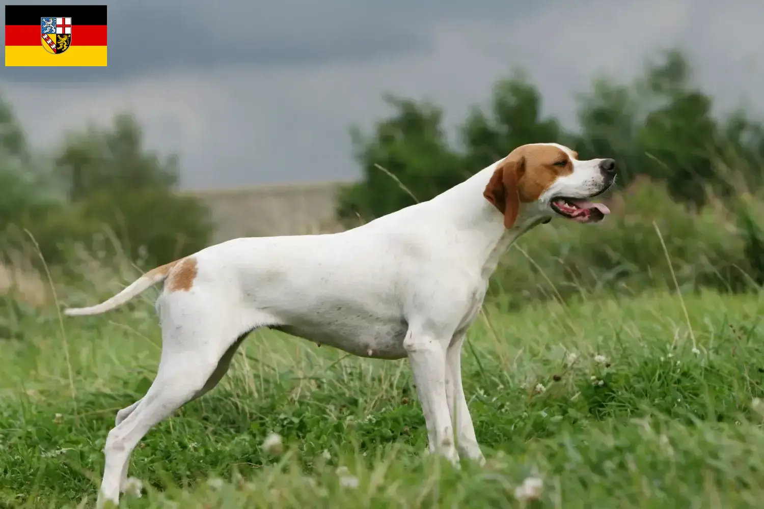 Read more about the article English Pointer breeders and puppies in Saarland