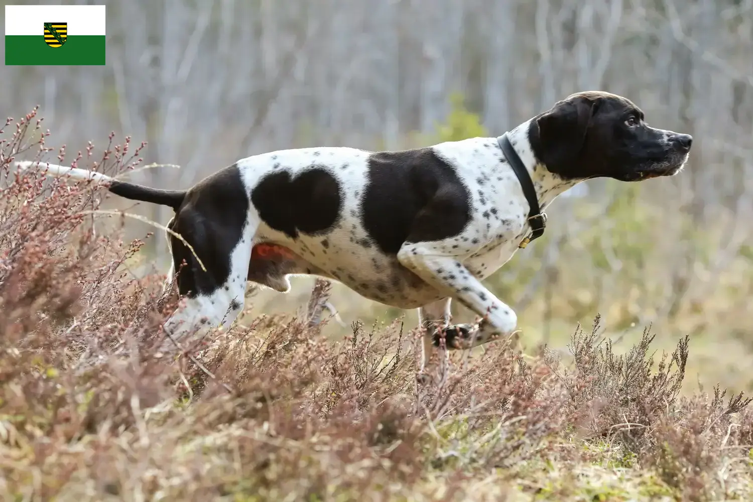 Read more about the article English Pointer breeders and puppies in Saxony