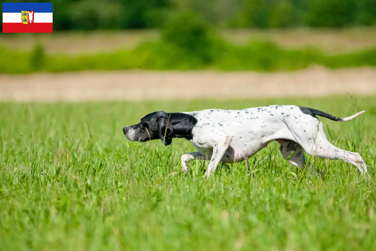Read more about the article English Pointer breeders and puppies in Schleswig-Holstein