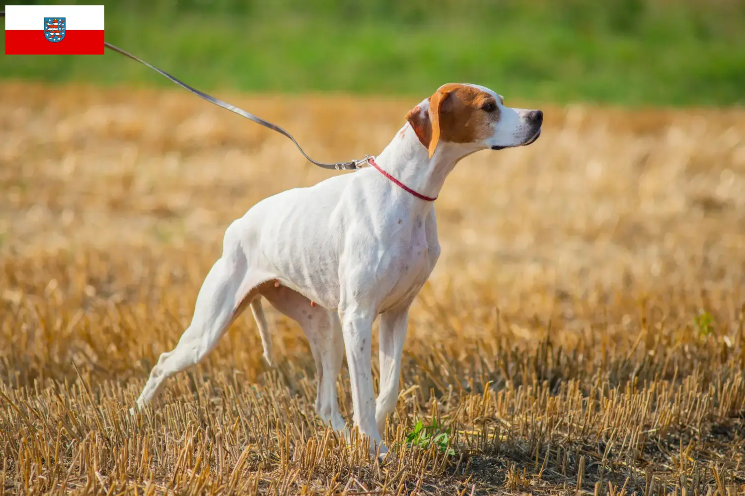 Read more about the article English Pointer breeders and puppies in Thuringia