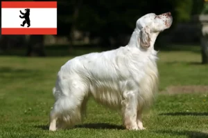 Read more about the article English Setter breeders and puppies in Berlin