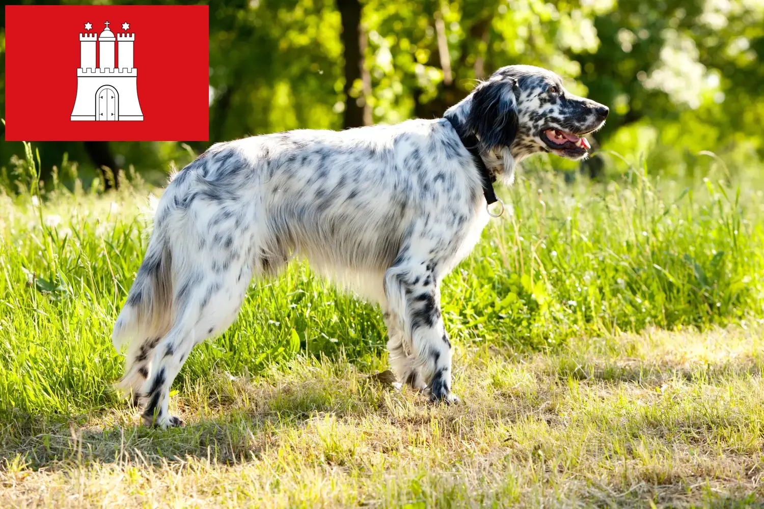 Read more about the article English Setter breeders and puppies in Hamburg