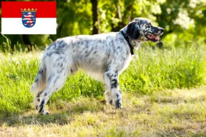 Read more about the article English Setter breeders and puppies in Hessen