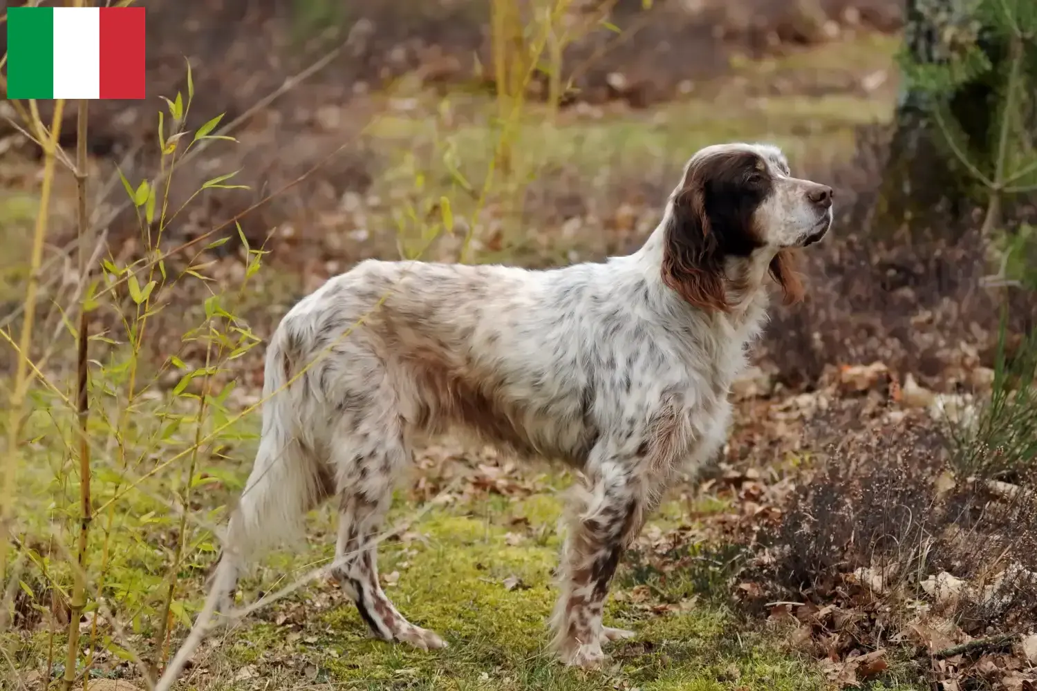 Read more about the article English Setter breeders and puppies in Italy