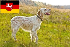 Read more about the article English Setter breeders and puppies in Lower Saxony