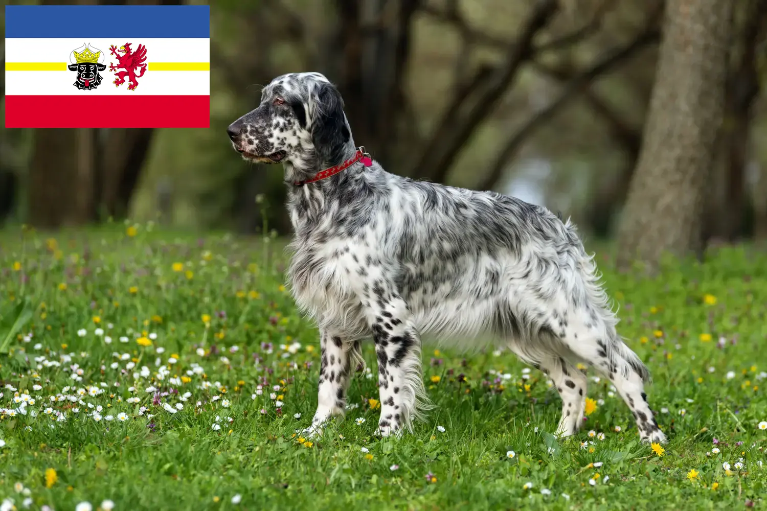 Read more about the article English Setter breeders and puppies in Mecklenburg-Vorpommern