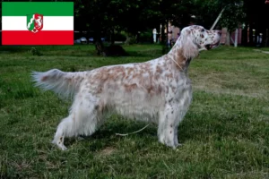 Read more about the article English Setter breeders and puppies in North Rhine-Westphalia