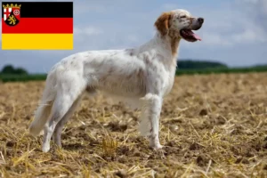 Read more about the article English Setter breeders and puppies in Rhineland-Palatinate