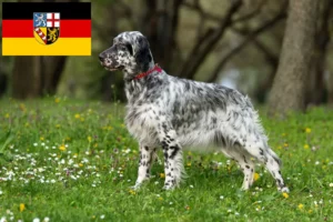 Read more about the article English Setter breeders and puppies in Saarland