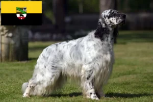 Read more about the article English Setter breeders and puppies in Saxony-Anhalt