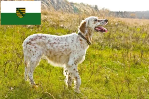 Read more about the article English Setter breeders and puppies in Saxony