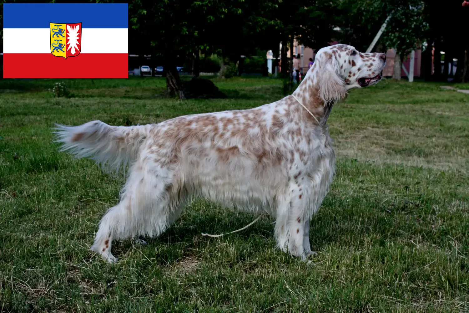 Read more about the article English Setter breeders and puppies in Schleswig-Holstein