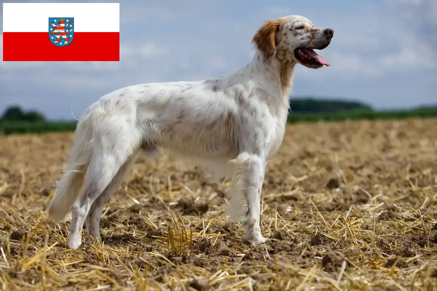 Read more about the article English Setter breeders and puppies in Thuringia