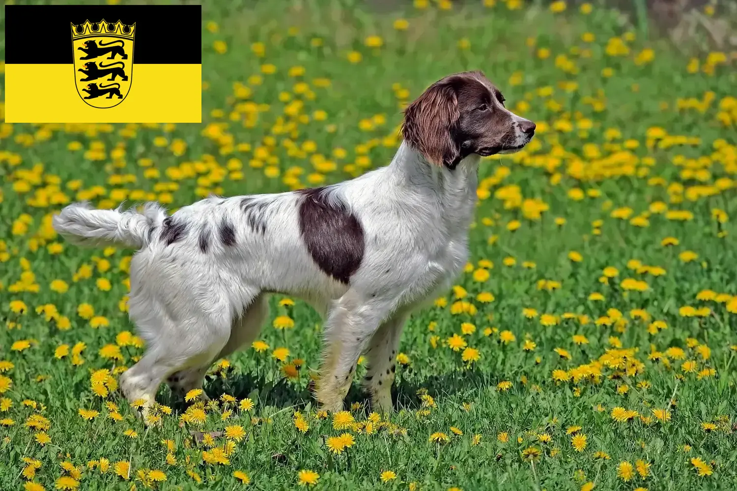 Read more about the article English Springer Spaniel breeders and puppies in Baden-Württemberg