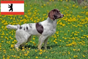 Read more about the article English Springer Spaniel breeders and puppies in Berlin