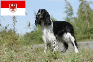 Read more about the article English Springer Spaniel breeders and puppies in Brandenburg