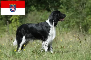 Read more about the article English Springer Spaniel breeders and puppies in Hessen