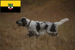 Read more about the article English Springer Spaniel breeders and puppies in Saxony-Anhalt