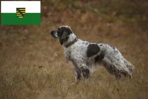 Read more about the article English Springer Spaniel breeders and puppies in Saxony