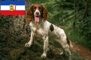 Read more about the article English Springer Spaniel breeders and puppies in Schleswig-Holstein