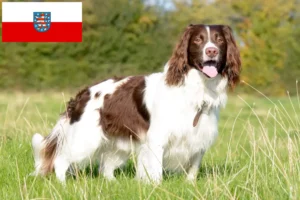 Read more about the article English Springer Spaniel breeders and puppies in Thuringia