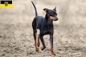 Read more about the article English Toy Terrier breeders and puppies in Baden-Württemberg