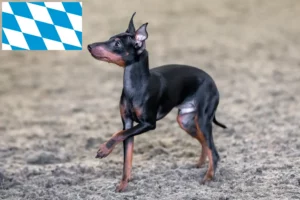 Read more about the article English Toy Terrier breeders and puppies in Bavaria