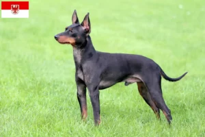 Read more about the article English Toy Terrier breeders and puppies in Brandenburg