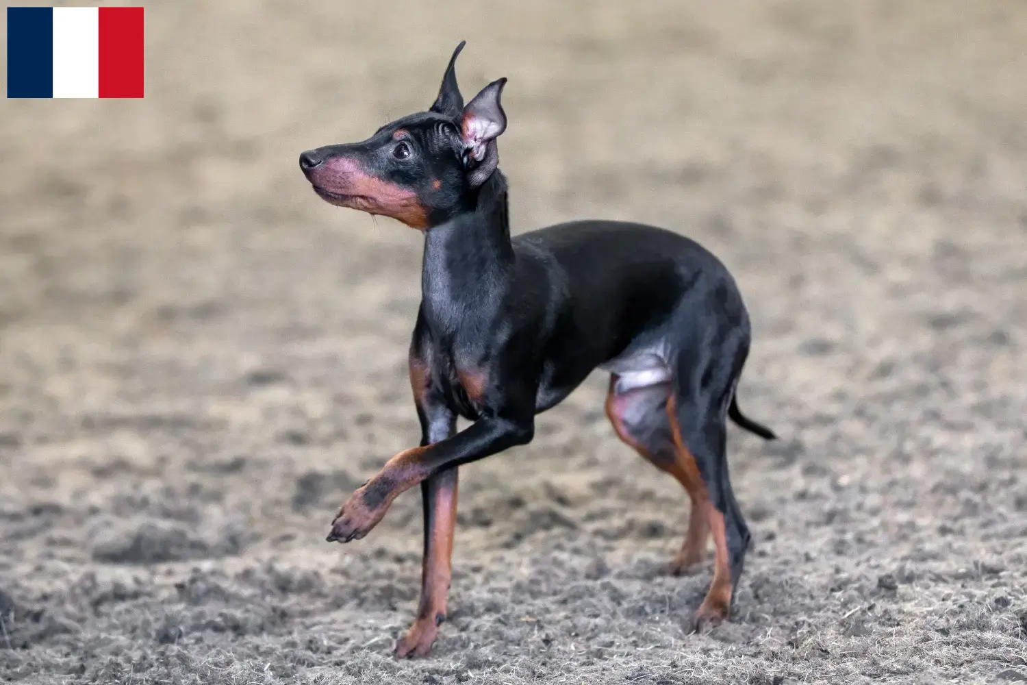 Read more about the article English Toy Terrier breeders and puppies in France