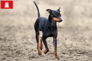 Read more about the article English Toy Terrier breeders and puppies in Hamburg