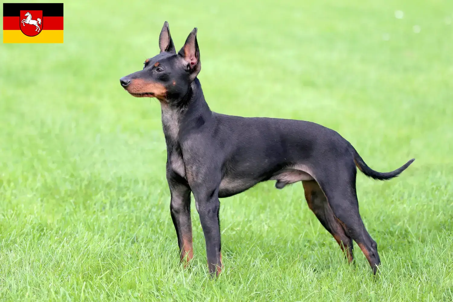 Read more about the article English Toy Terrier breeders and puppies in Lower Saxony