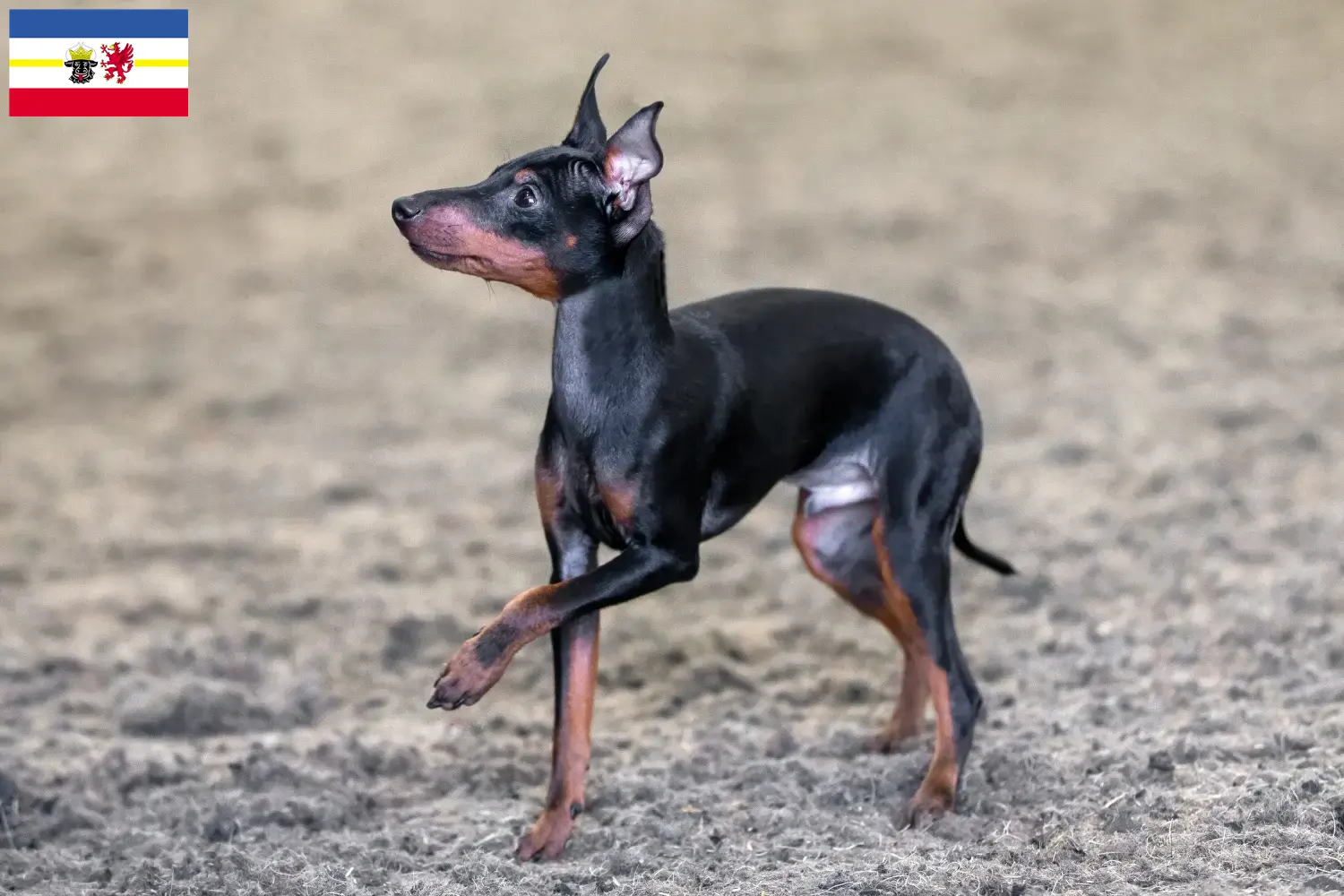 Read more about the article English Toy Terrier breeders and puppies in Mecklenburg-Vorpommern