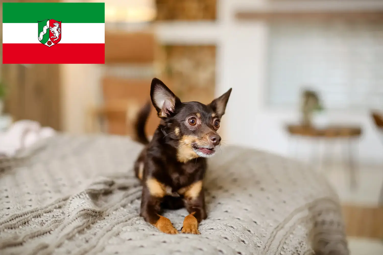 Read more about the article English Toy Terrier breeders and puppies in North Rhine-Westphalia