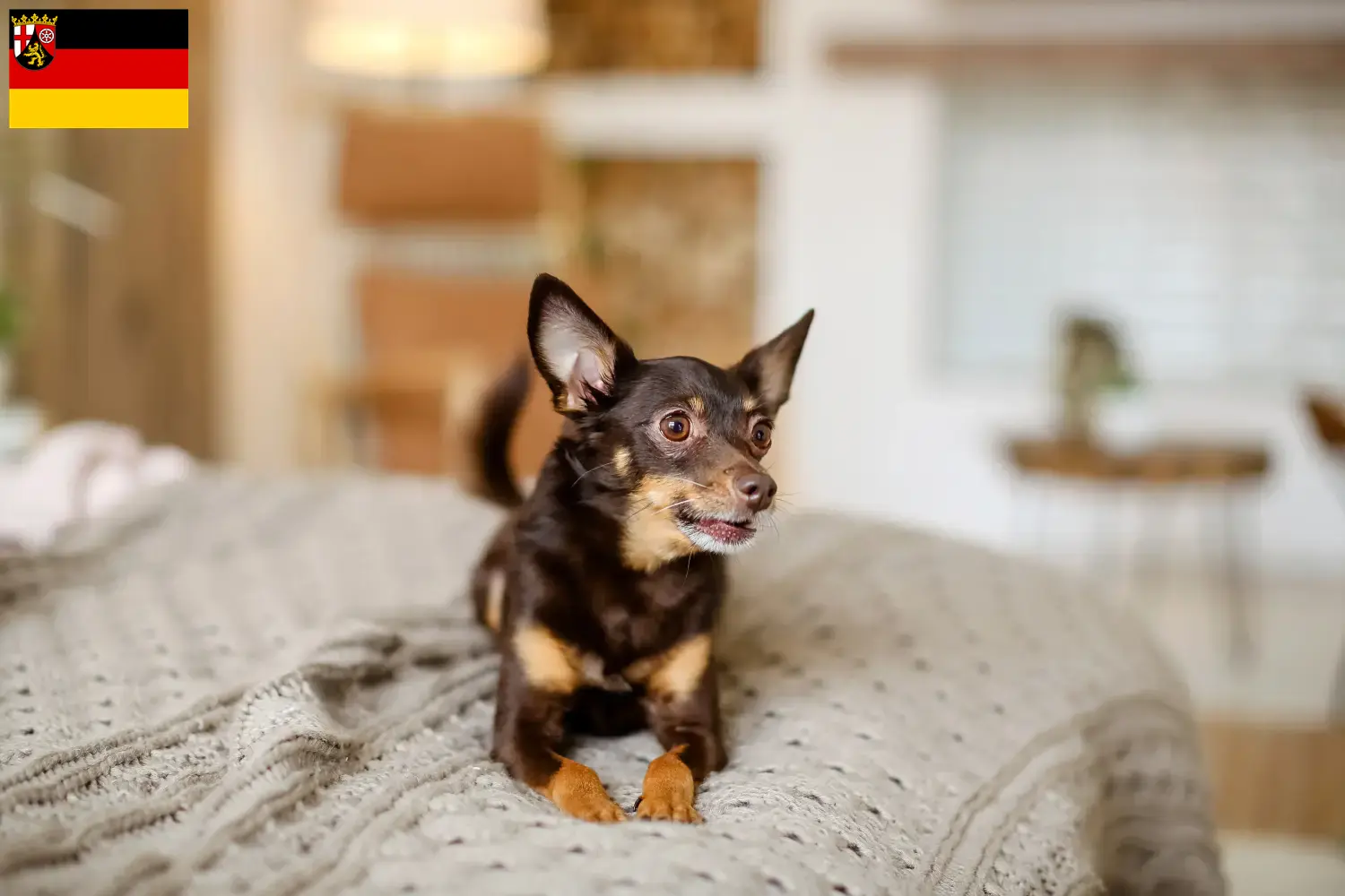Read more about the article English Toy Terrier breeders and puppies in Rhineland-Palatinate