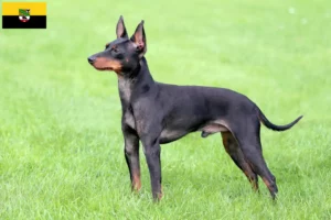 Read more about the article English Toy Terrier breeders and puppies in Saxony-Anhalt