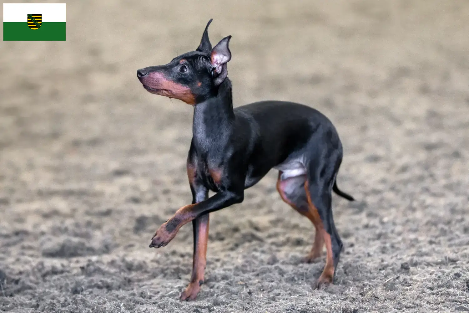 Read more about the article English Toy Terrier breeders and puppies in Saxony