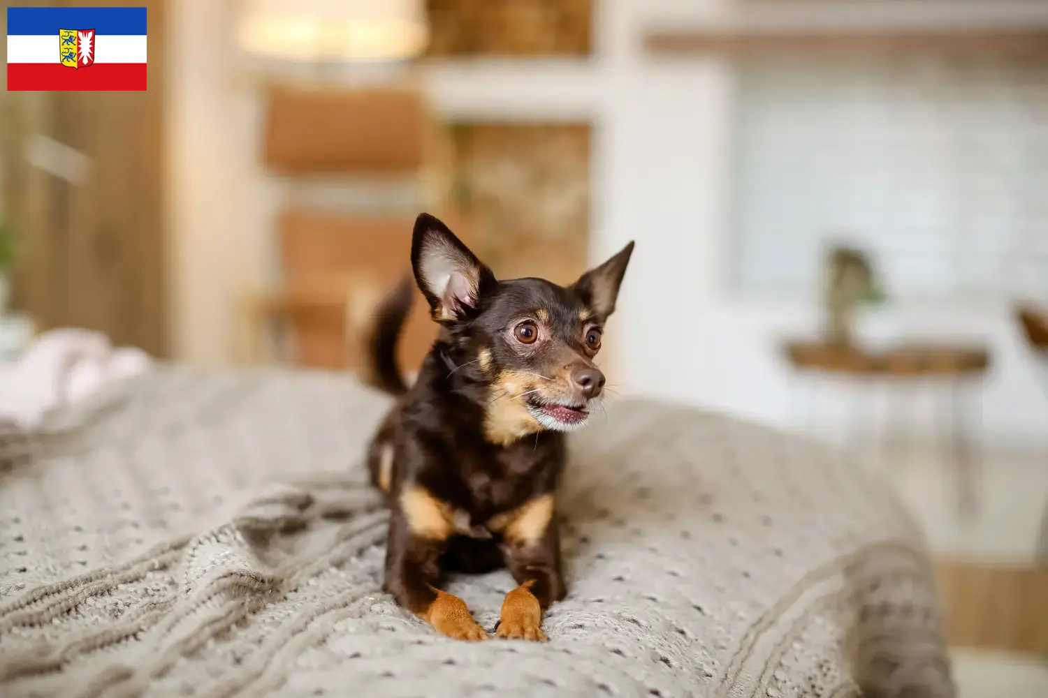 Read more about the article English Toy Terrier breeders and puppies in Schleswig-Holstein