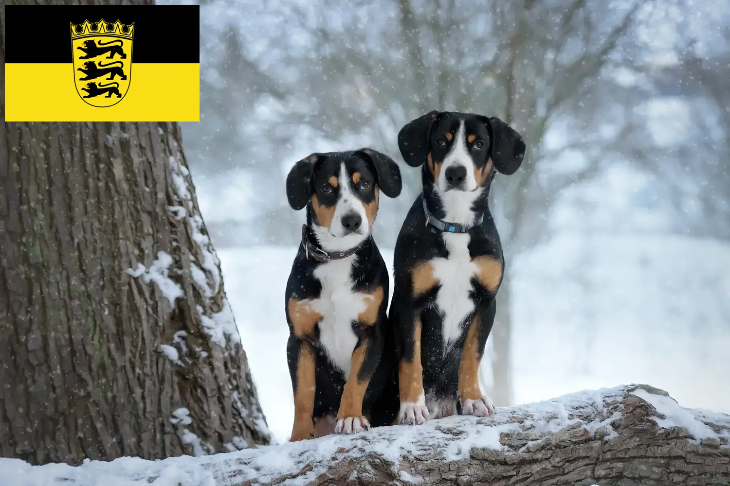 Read more about the article Entlebuch Mountain Dog Breeder and Puppies in Baden-Württemberg