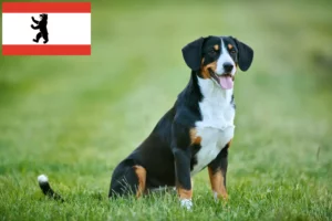 Read more about the article Entlebucher Mountain Dog Breeder and Puppies in Berlin