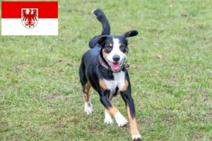 Read more about the article Entlebucher Mountain Dog Breeder and Puppies in Brandenburg
